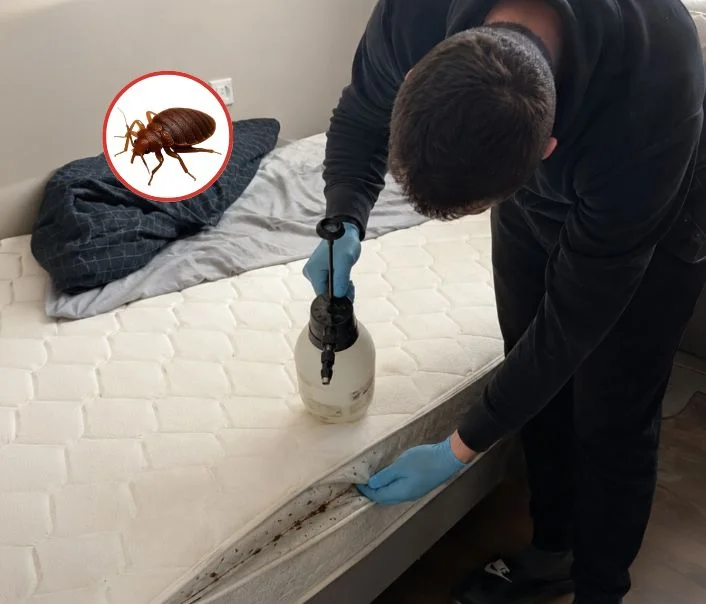 Technicien traitant un matelas contre les punaises de lit à La Celle-Saint-Cloud
